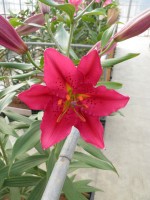 [1881 Kinghtsbridge DJ No01.JPG]